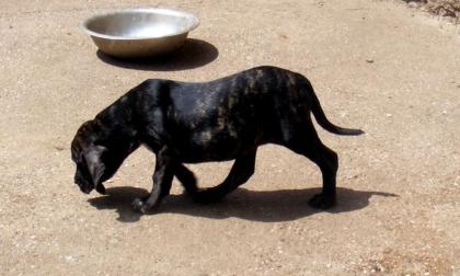 Wunderschöne Welpen Fila Brasileiro