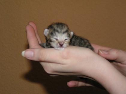 Silvertabby BKH spotted Kitten