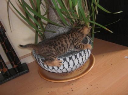 Wunderschöne Bengalkitten aus Hobbyzucht