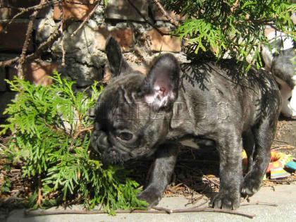Fleckenschreck Ministreifen Französische Bulldogge