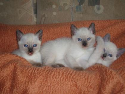 Thaikatzen suchen neuen Wirkungskreis