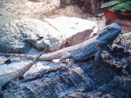 Bartagamen 4x, mit Terrarium und Beleuchtung
