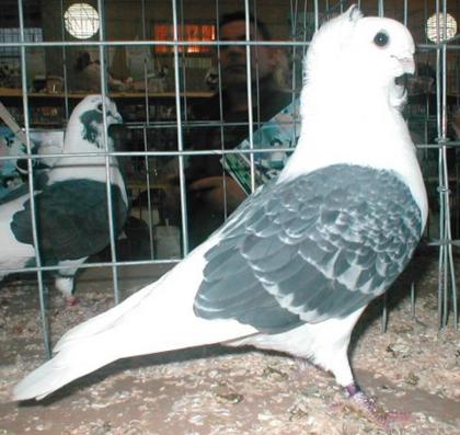 Suche Altdeusche Mövchen weibchen