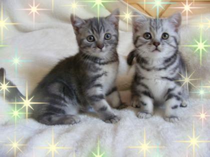 BKH Kitten