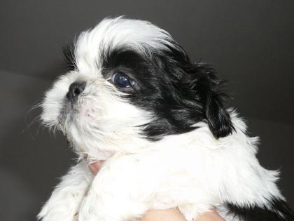 Shi - Tzu Welpen