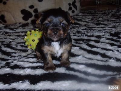 Süßer kleiner Yorkshire Terrier Welpe Rüde