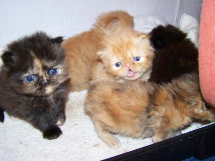 Perserbabys