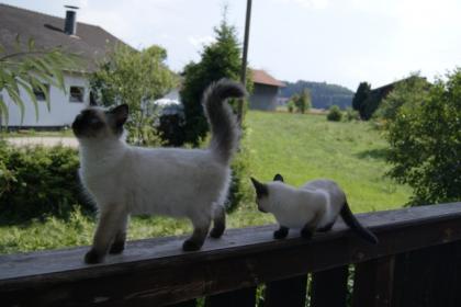 Süse SiamMix Kätzchen suchen neues Zuhause