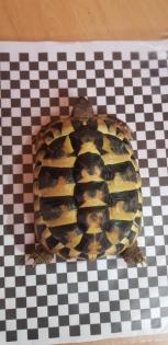 3 Griechische Landschildkröten mit Terrarium und Zubehör
