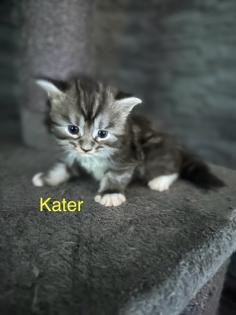 4 Maine Coon Kitten Kater