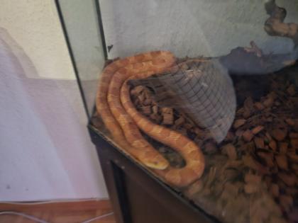 Verkaufe hier meine Kornnatter mit Terrarium und Unterschrank