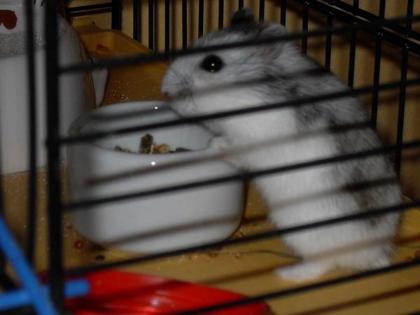 Dschungarischer Hamster WEIBCHEN zu VERSCHENKEN