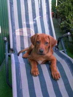 Rhodesian Ridgebackwelpen / South African Hunter Kennel