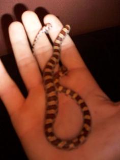Kornnattern Pantherophis Guttatus abzugeben