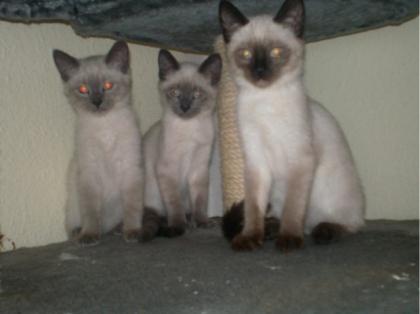Siam kater