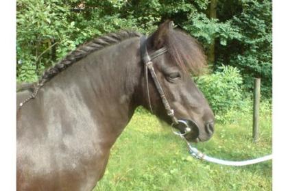 Shettystute sucht neues Zuhause