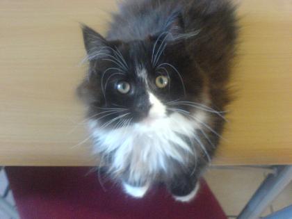 Perser-MaineCoon Katerchen