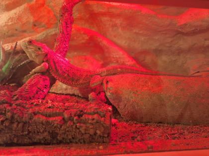 Bartagame mit Terrarium und Zubehör