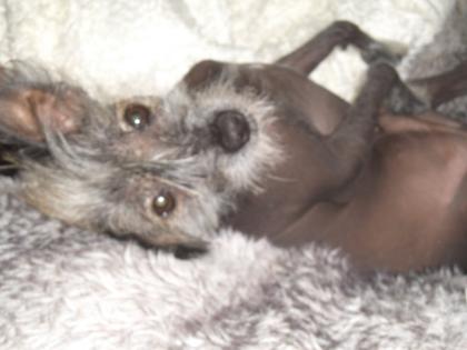 Chinesischer Schopfenhund Chinese Crested Dog sucht Weibchen