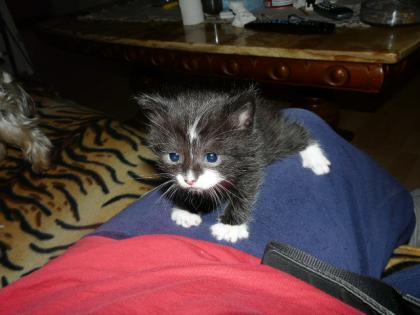Katzenbabys