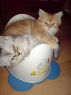 Perserkater in tabby-silver shaded u. red mit Nase sind abgabebereit