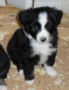 Miniature Australian Shepherd Welpen, Mini Aussie