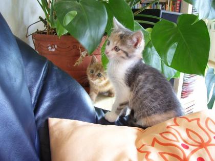 Die Welt der Katze - Das beste Katzen Trockenfutter - www. katzenforschung. de
