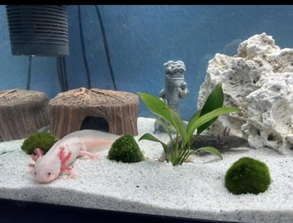 Axolotl Männchen dringend abzugeben