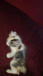 Langhaariges Türkisch Angora Mix Kitten weibl. Glückskätzchen
