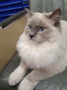 Reinrassiger Ragdoll Deckkater in blue mitted mit Deckerfahrung