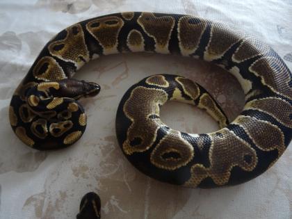 0. 1 Python regius nominat het Piebald im Doppelpack
