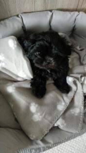 Welpe, weiblich, shihtzu/ Havaneser
