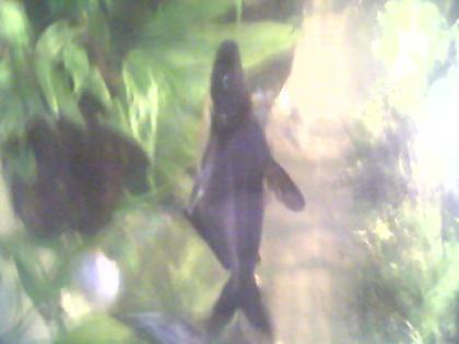 Biete Fische und Pflanzen. ,