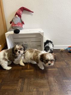 Süße cavalier- Shihtzu welpen/ CavaTzu abzugeben