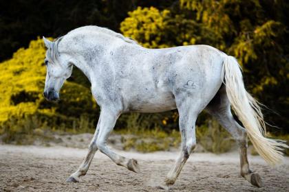 Reitbeteiligung an Traumpferd