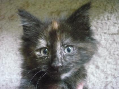 Norwegische Waldkatzen Kitten
