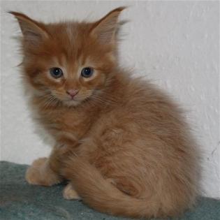 Maine Coon Baby aus seriöser privater Hobbyzucht