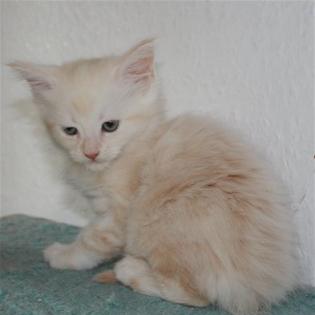 Maine Coon Baby aus seriöser privater Hobbyzucht in Berlin
