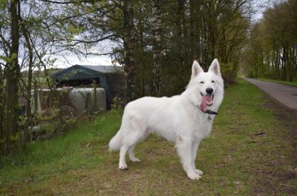 Weisser Schweizer Schäferhund Deckrüde