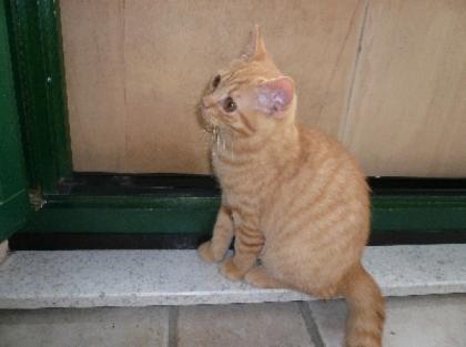Fünf Britisch Kurzhaar Katzen rot und creme abzugeben.