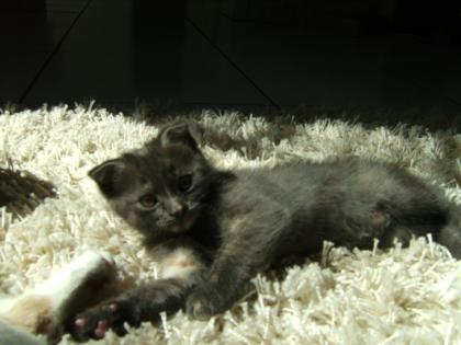 Kätzchen Rasse Schottische Faltohrenkatze
