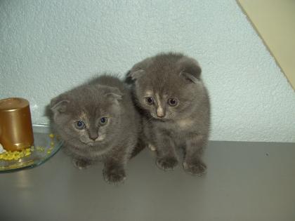 Katzenbabys Schottische Faltohrenkatze