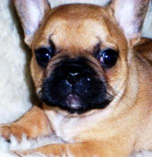 Französischbulldogwelpen