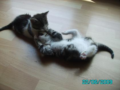 2 Katzenbabys 8 Wochen alt