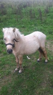 Aus Hobby Zucht mehrere Geritten und gefahrene Shettys und Ponys zu Verkaufen