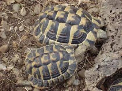 1. 2 Griechische Landschildkröte Testudo hermanni boettgeri