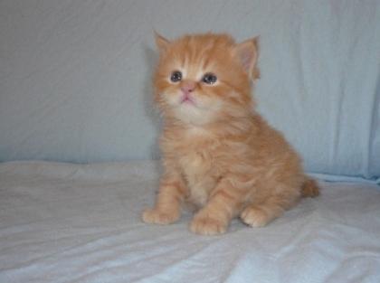 BKH und Highlander Kitten abzugeben.