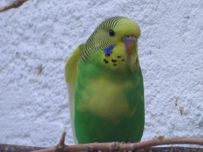 Nestjunge Wellensittiche