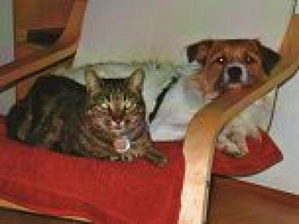 Katzensitterin in Frankfurt