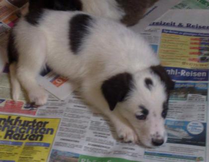 Border mix Welpe